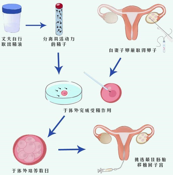 供卵试管婴儿冷冻胚胎移植的成功率高吗？