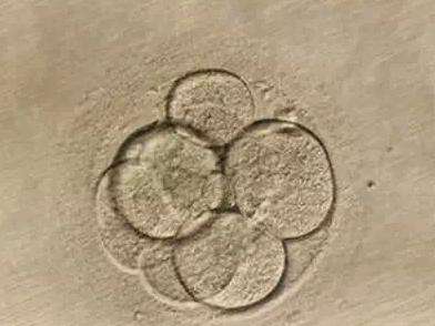 同性可以生孩子_出国做供卵试管婴儿，管婴儿，你被这些误区击中了吗？你被这些误区击中了吗？