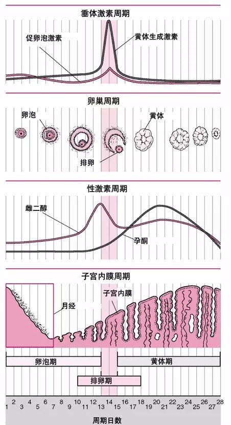 什么是借精试管和早孕后的阴道出血？