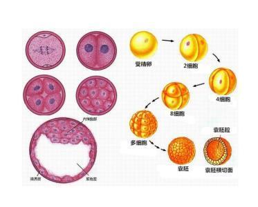如果第一次没有成功，需要多长时间才能做第二次做借卵三代自怀试