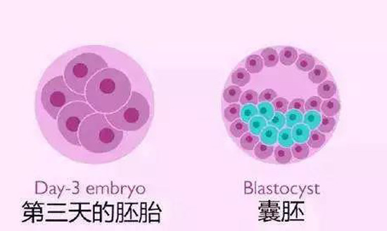 现场。业内人士不轻易透露的供卵三代代生试管高成功率技巧