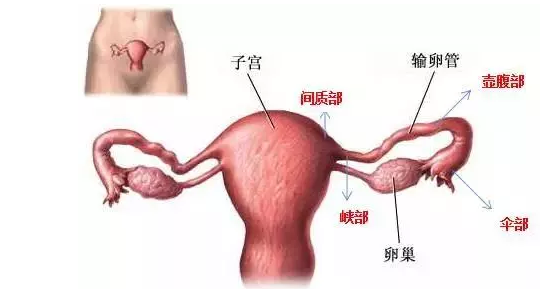 女性卵巢早衰的症状表现