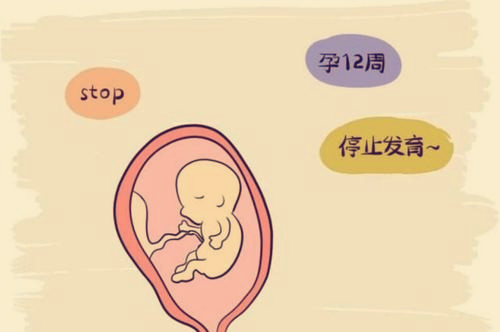 快速了解湖北试管代怀公司有哪些的费用和细节,让怀孕不再是梦想