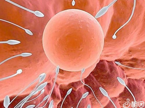 子宫内膜薄能做试管机构移植吗+子宫内膜薄可以专业试管代怀吗